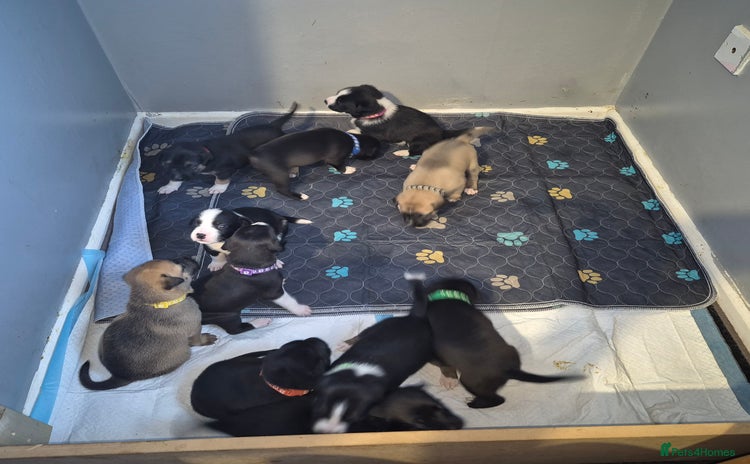 Mixed Breed dogs - Advert 1