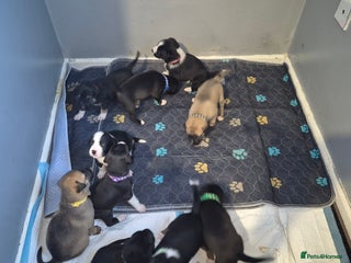 Mixed Breed dogs - Advert 5