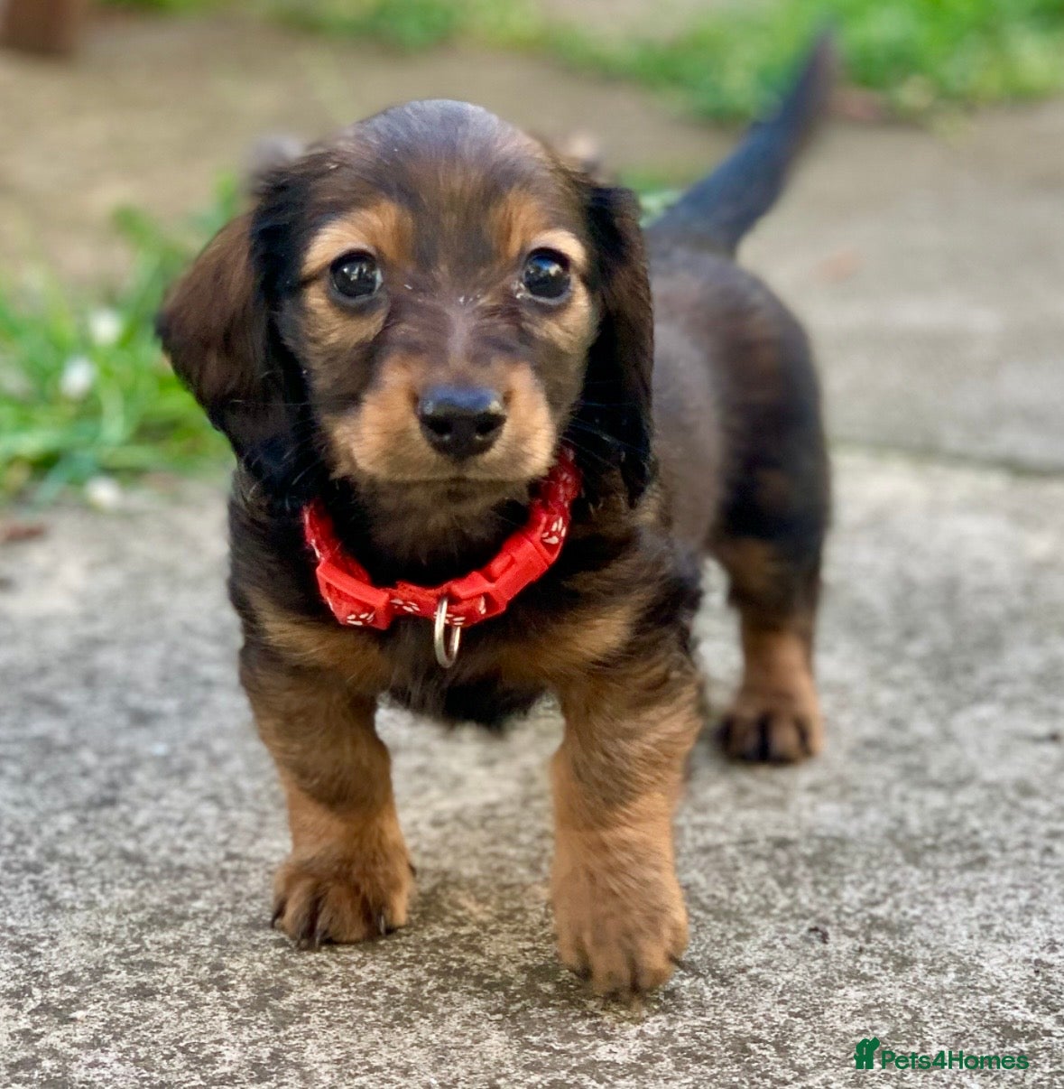 Miniature Dachshund dogs LAST 3 FEMALE Miniature Dachshund Longhaired - Advert 8