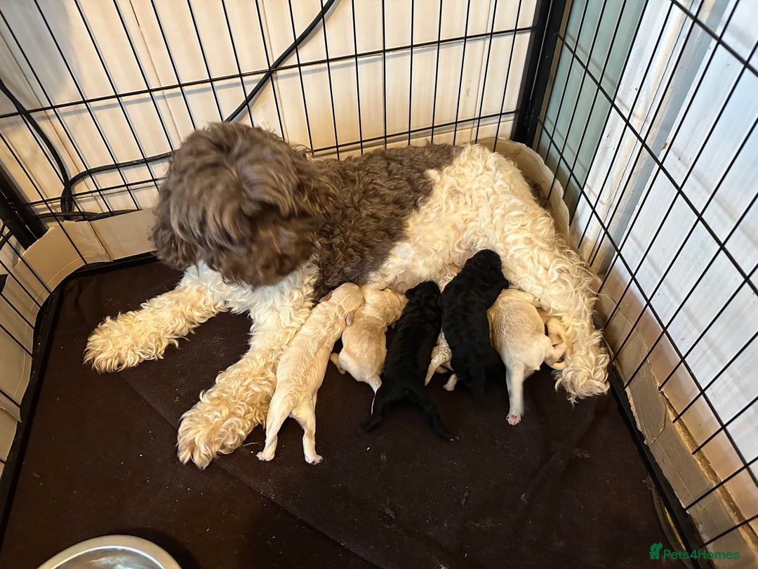 Cockapoo dogs for sale: F1B cockapoos  - Advert 2