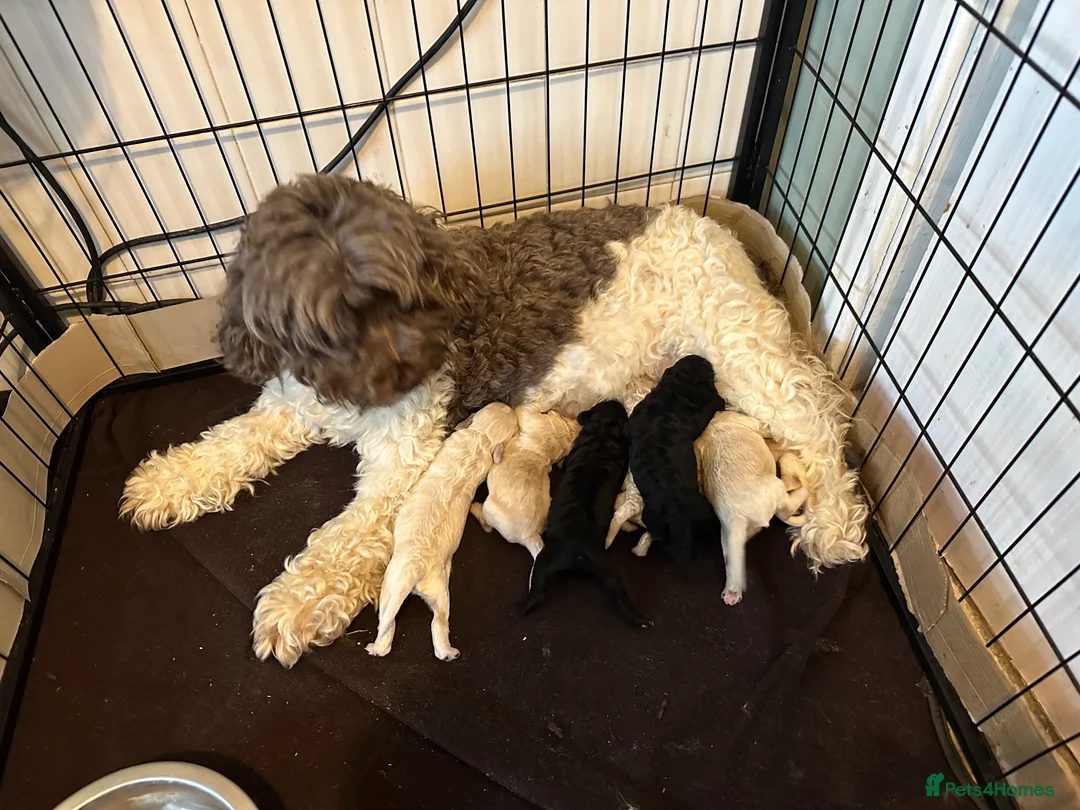 Cockapoo dogs for sale: F1B cockapoos last boy left  - Advert 5