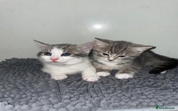 British Shorthair cats for sale: Silver tabby  - Image 8