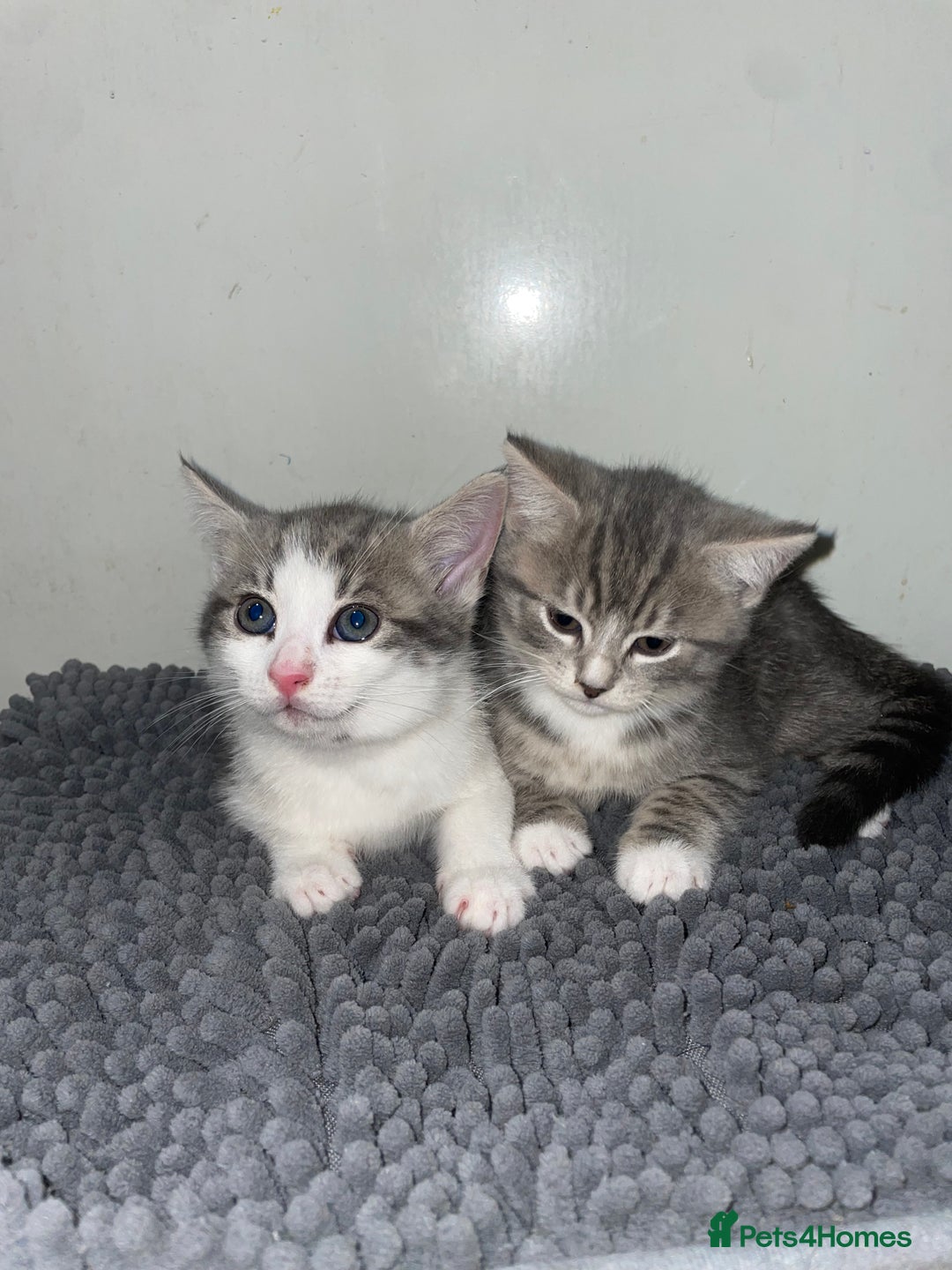 British Shorthair cats for sale: Silver tabby  - Image 8