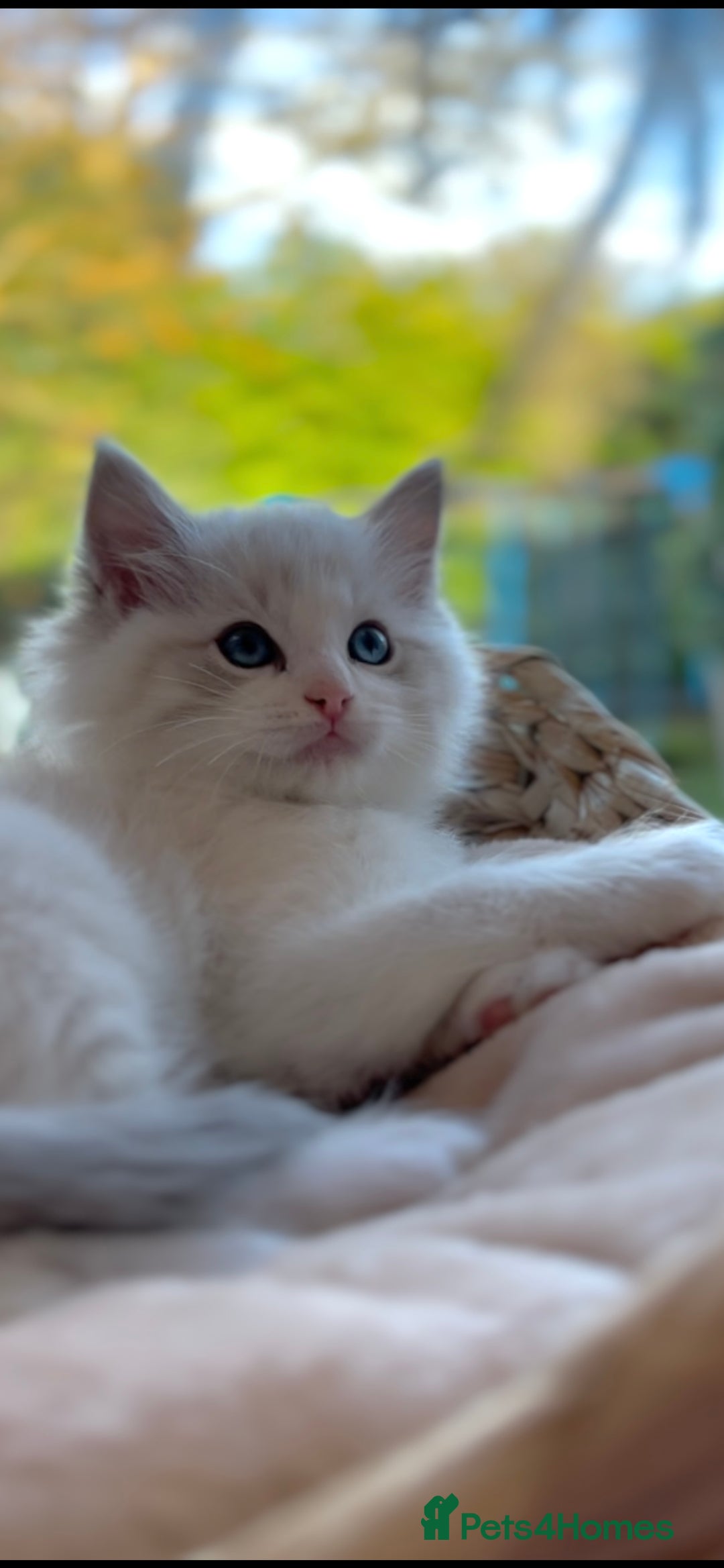 Ragdoll cats for sale: GCCF Registered. Grand Champion Bloodlines. - Advert 12