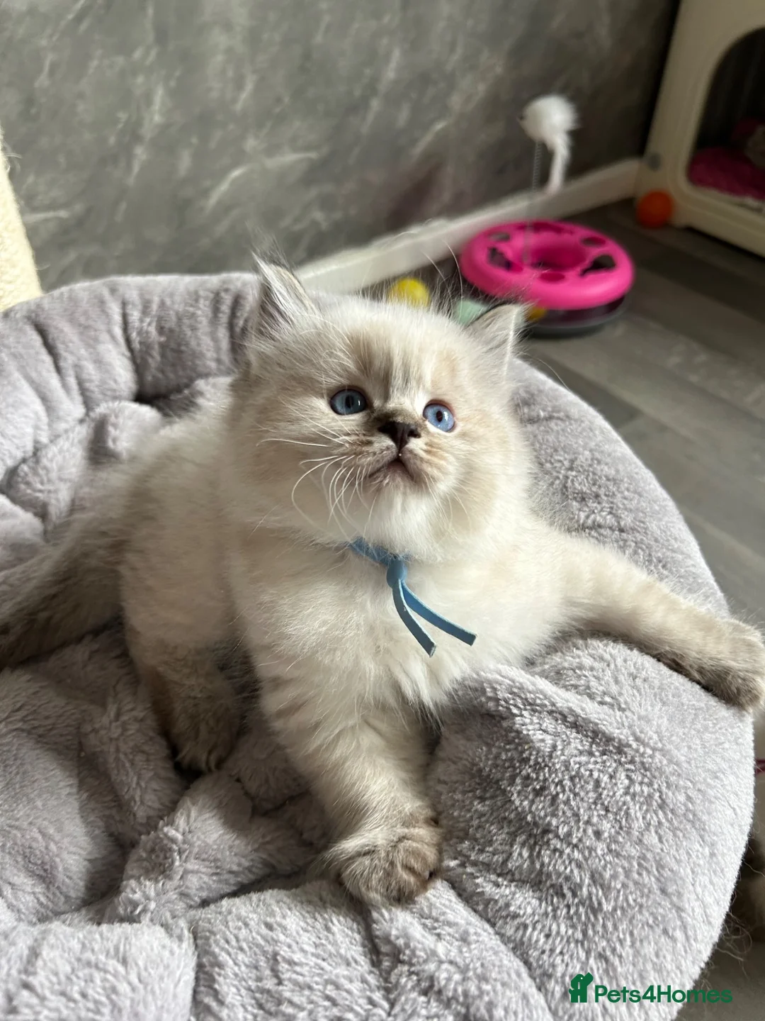 Ragdoll cats for sale: 2 Seal Tabby colourpoint  - Advert 2