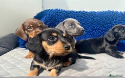 Miniature Dachshund dogs for sale: Stunning mini Daxies, KC reg PRA clear - Image 10