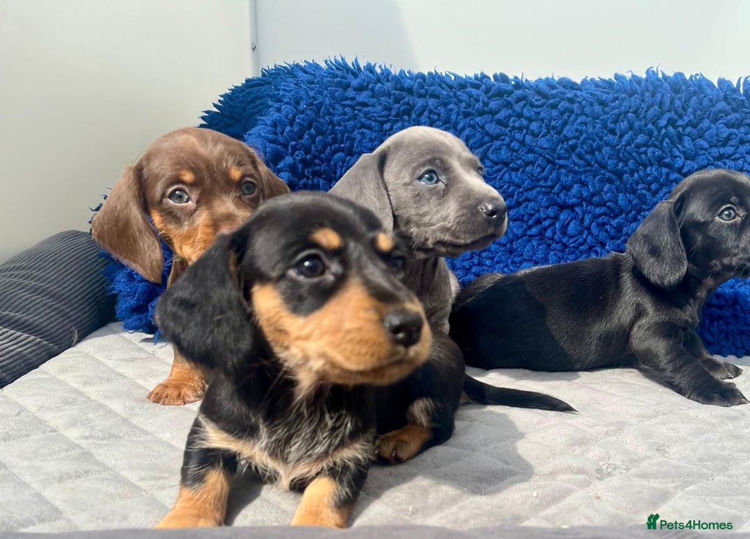 Miniature Dachshund dogs for sale: Stunning mini Daxies, KC reg PRA clear - Image 10
