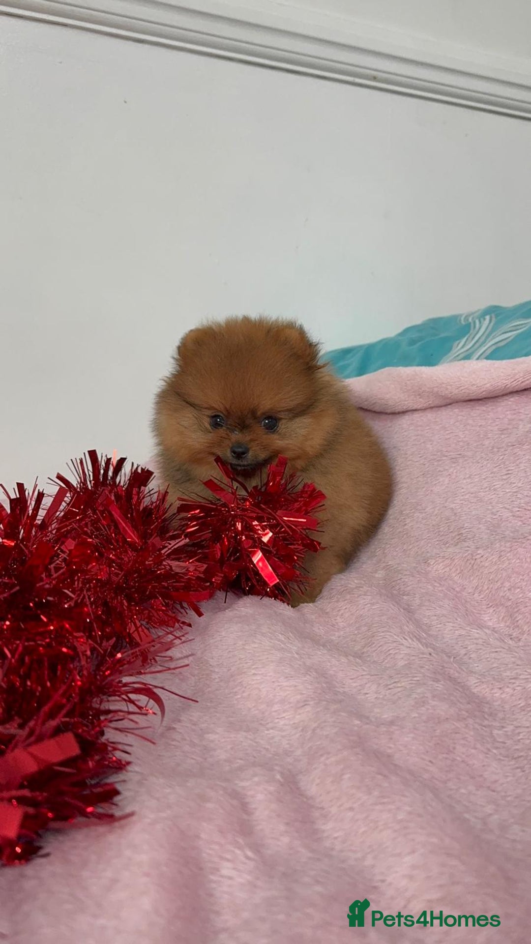 Pomeranian dogs for sale: Luxury puppy for sale - Advert 12