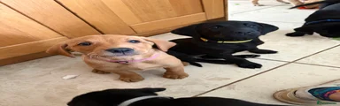 Labrador Retriever 5
