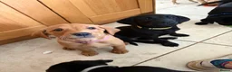 Labrador Retriever dogs for sale: Working line Labrador puppies in Totnes - Advert 2