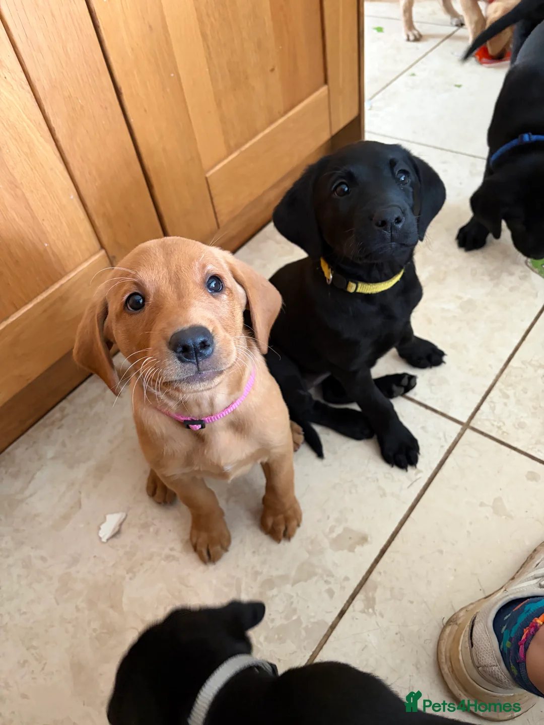 Labrador Retriever dogs for sale: Working line Labrador puppies in Totnes - Advert 2