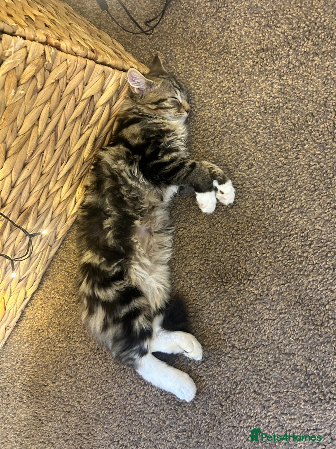 Mixed Breed cats for sale: Kittens for sale  - Advert 1