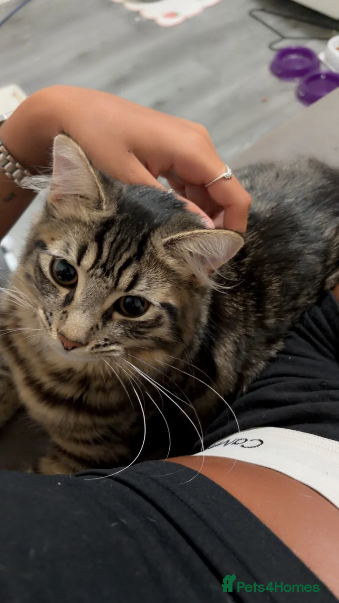 Mixed Breed cats for sale: mixed maincoon kitten - Advert 2
