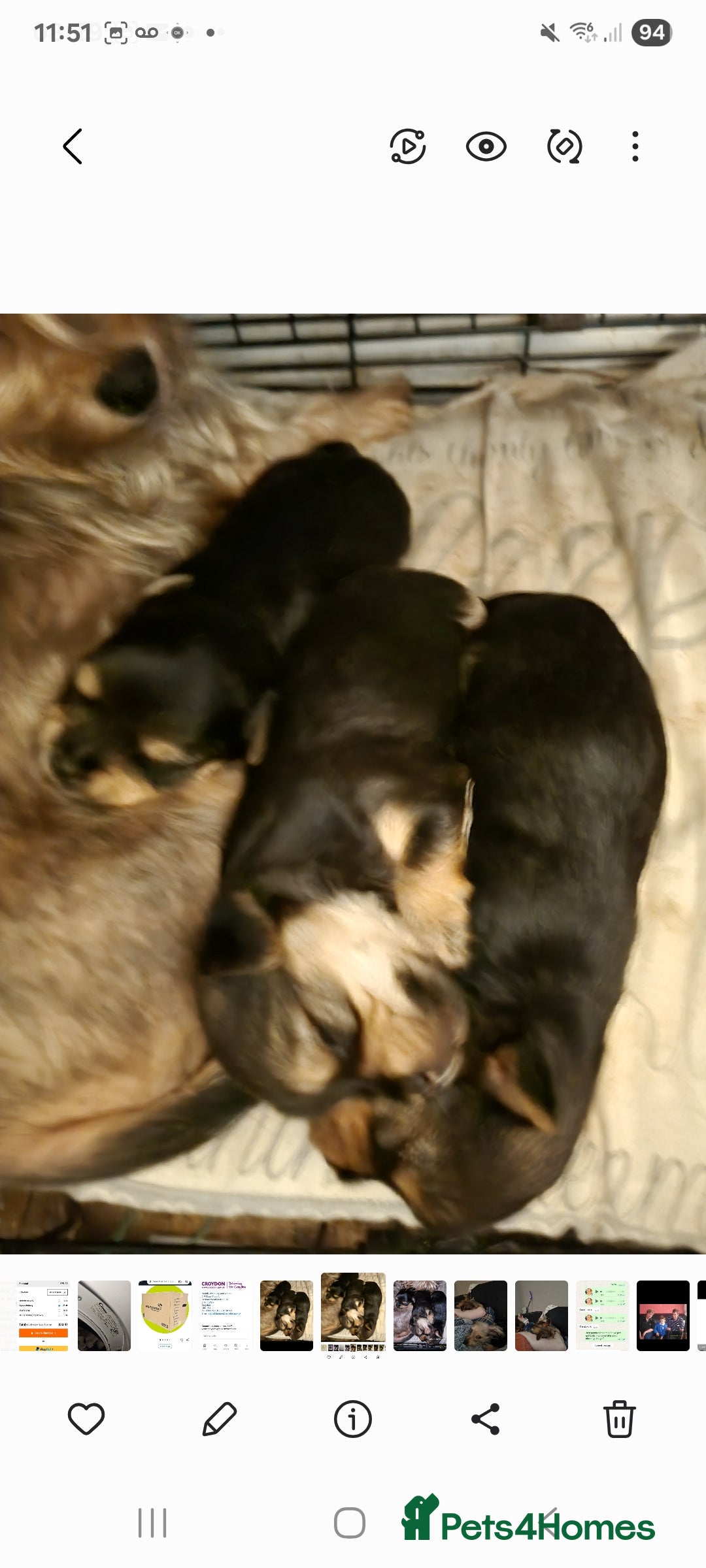 Mixed Breed dogs for sale: Yorkshire terrier cross pomeranian pups - Image 2