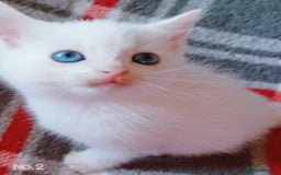 Mixed Breed cats for sale: 4 Gorgeous Pure White Kittens Available 7th Nov - Image 9