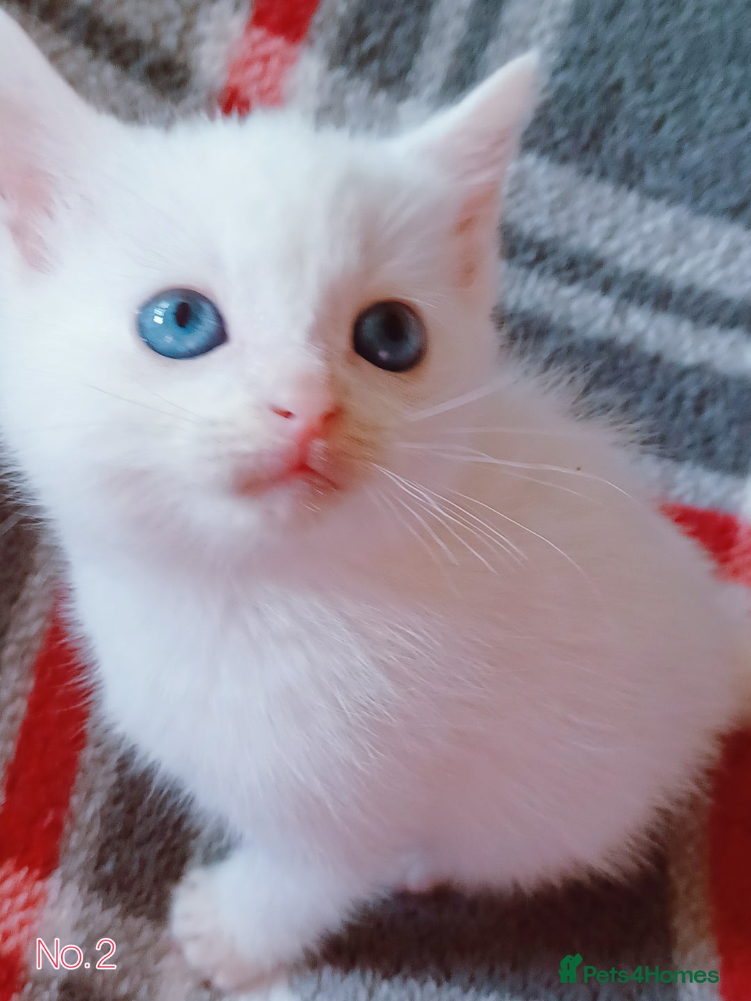 Mixed Breed cats for sale: 4 Gorgeous Pure White Kittens Available 7th Nov - Image 9