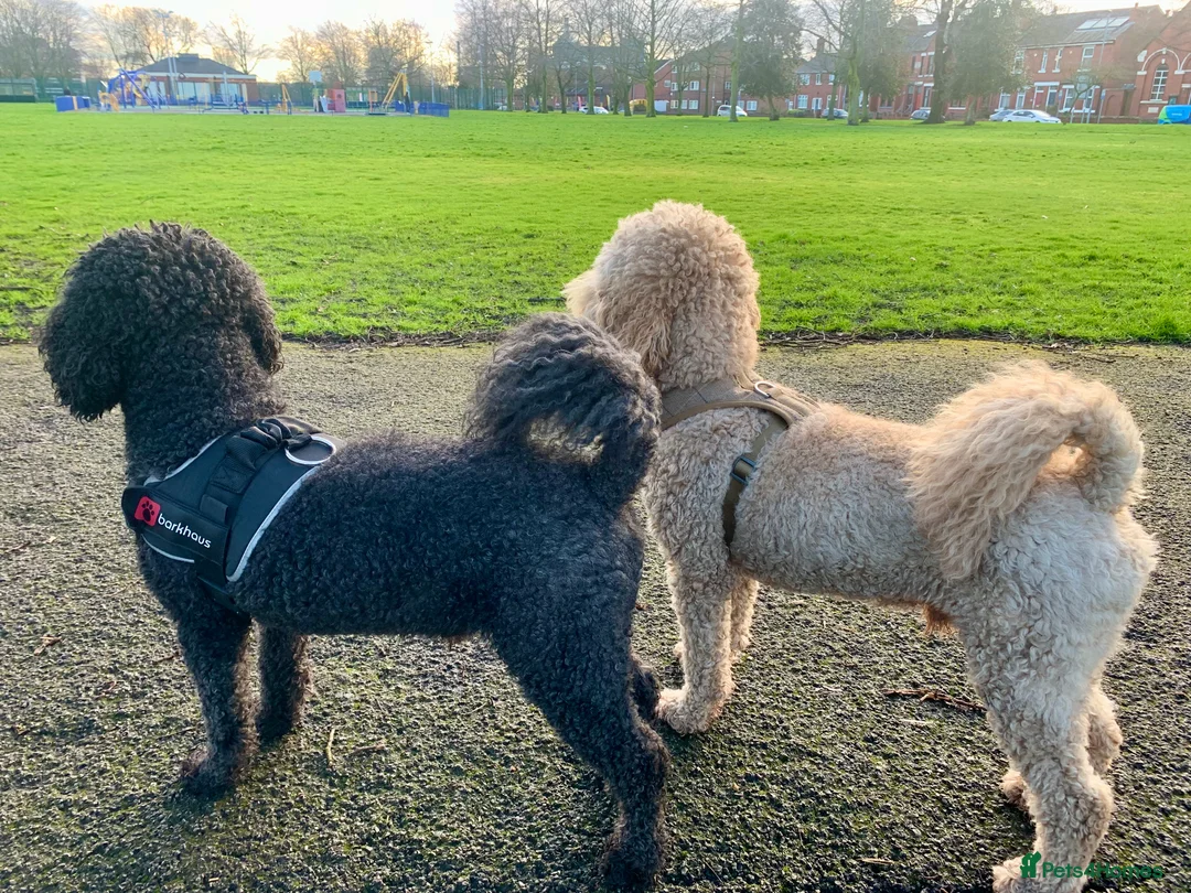 Labradoodle dogs for stud: Proven Extensive DNA health checked Stud in Warrington - Advert 24