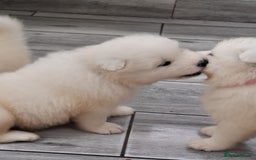 Samoyed dogs for sale: Beautiful Samoyed Puppies Ready Soon! - Advert 16