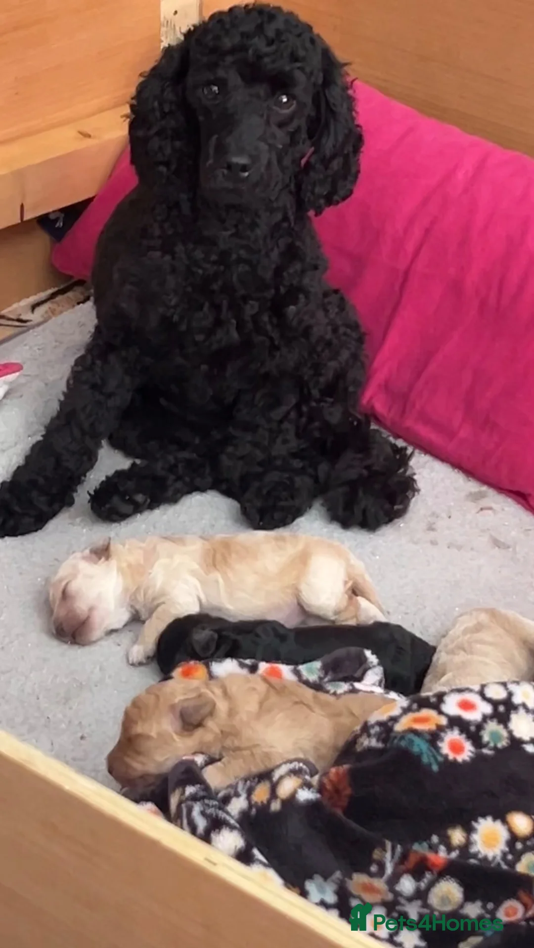 Toy Poodle dogs for sale: Toy poodle pups  - Advert 4