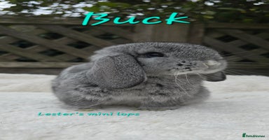 Mini Lop rabbits - Advert 7