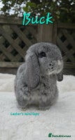 Mini Lop rabbits - Advert 7