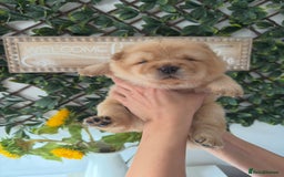 Chow Chow dogs for sale: ONE GIRL LEFT! Adorable Chow Chow Cubs 🐻  - Image 7