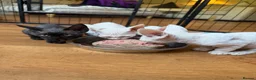 Devon Rex cats for sale: Stunning Affectionate Devon Rex Kittens  - Advert 3