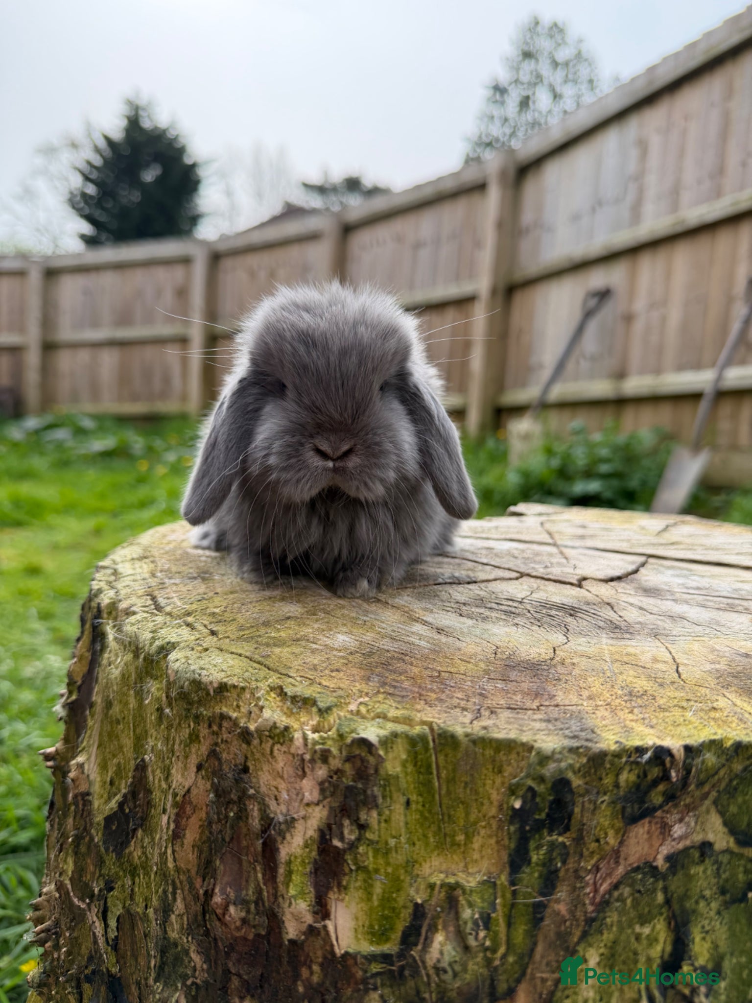 Mini Lop rabbits Mini lops (young adult and sibling babies)  - Advert 2
