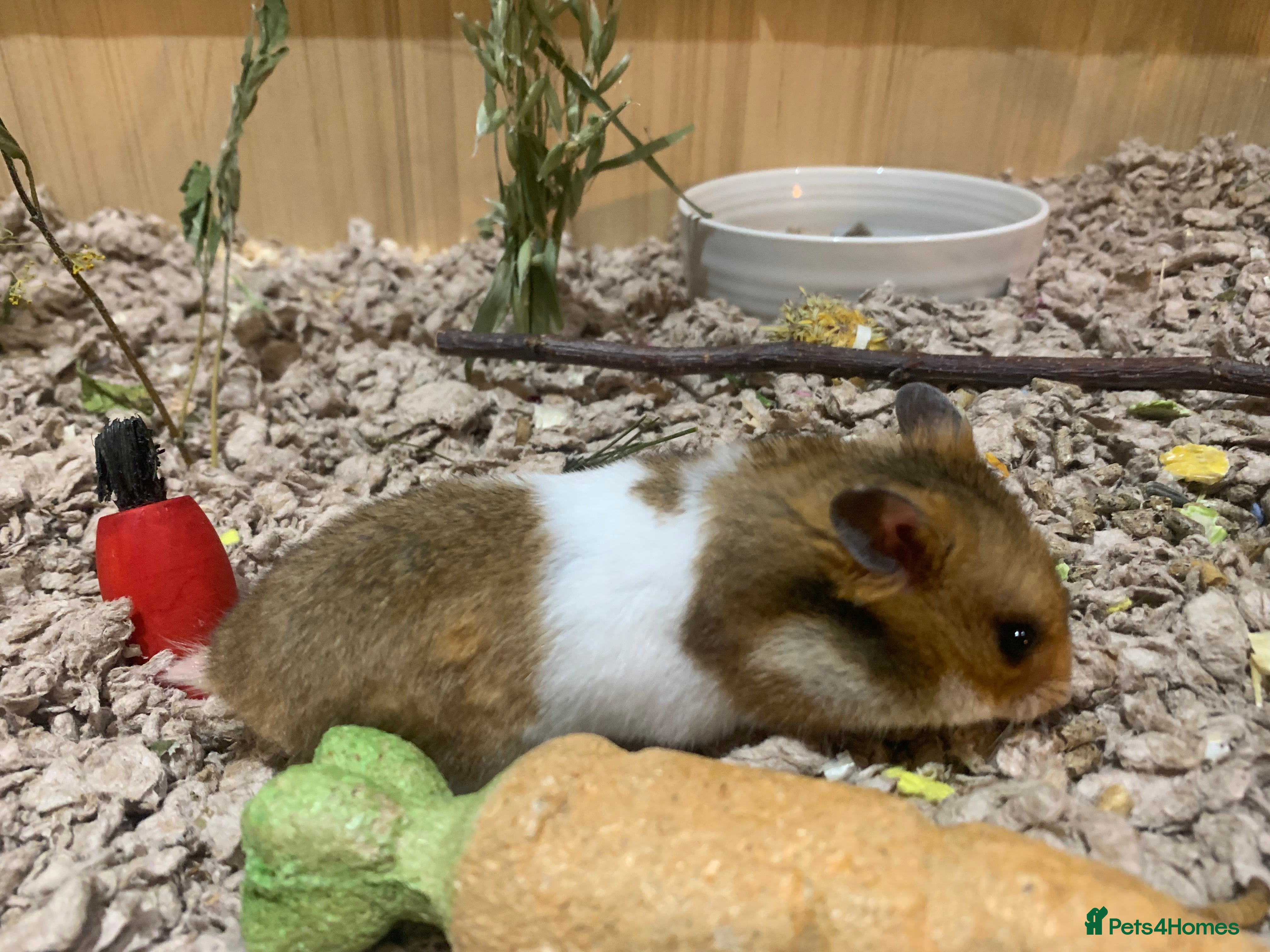 Hamster rodents Ethically bred 8 week old Male Syrian hamster  - Advert 1