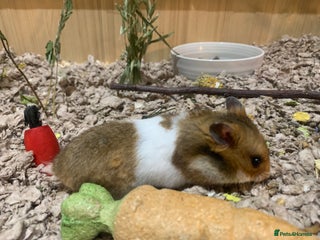 Hamster rodents Ethically bred 8 week old Male Syrian hamster - Advert 1