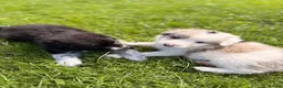 Border Collie dogs for sale: STUNNING BORDER COLLIE PUPS.  - Advert 24