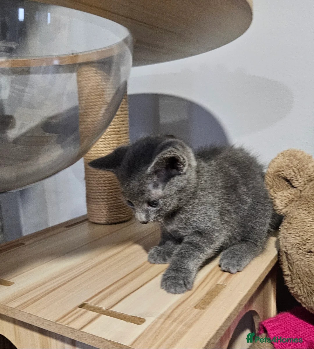 Russian Blue cats for sale: Russian blue  - Advert 3