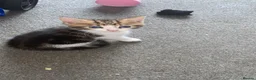 Mixed Breed cats for sale: Ragdoll crosses last two remaining  - Advert 2