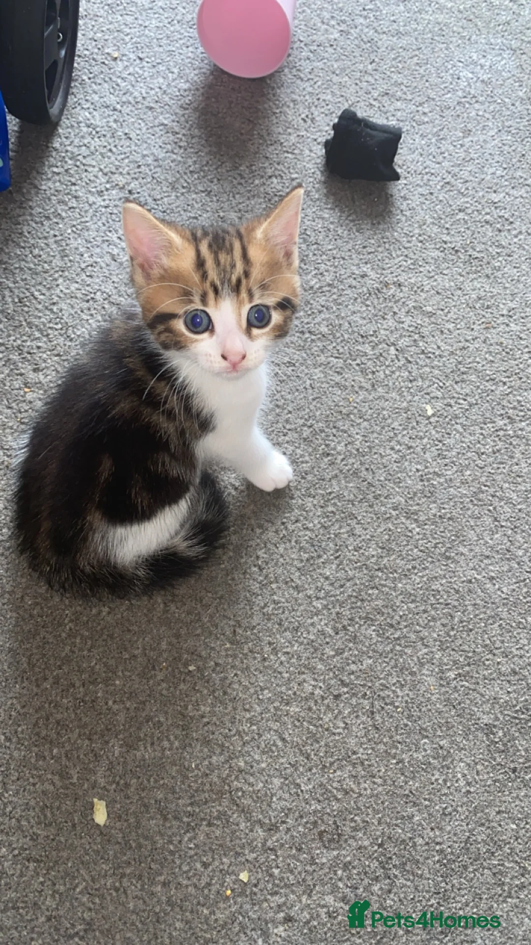Mixed Breed cats for sale: Ragdoll crosses last two remaining  - Advert 2