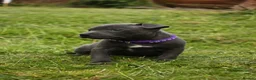 Staffordshire Bull Terrier dogs for sale: Blue KC Registered staffordshire bull terriers  - Advert 20