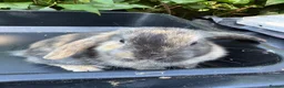 Harlequin rabbits for sale: Gorgeous harlequin mini lops - Advert 17