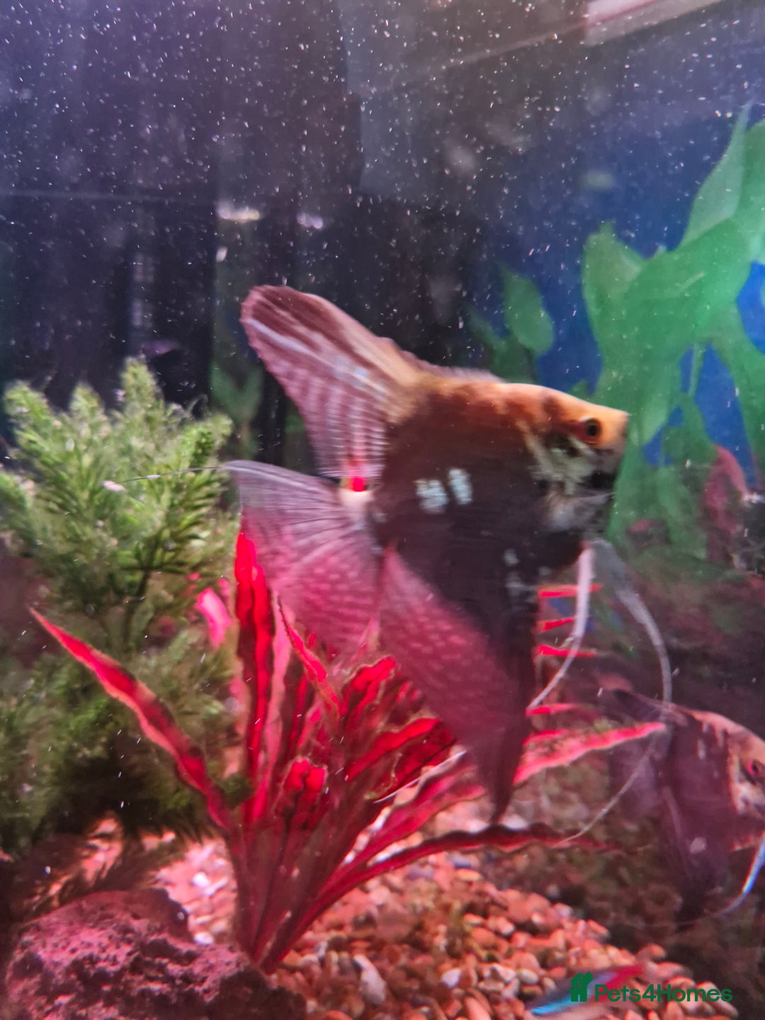 Angelfish fish for sale: 2 angel fish, breeding pair - Image 2