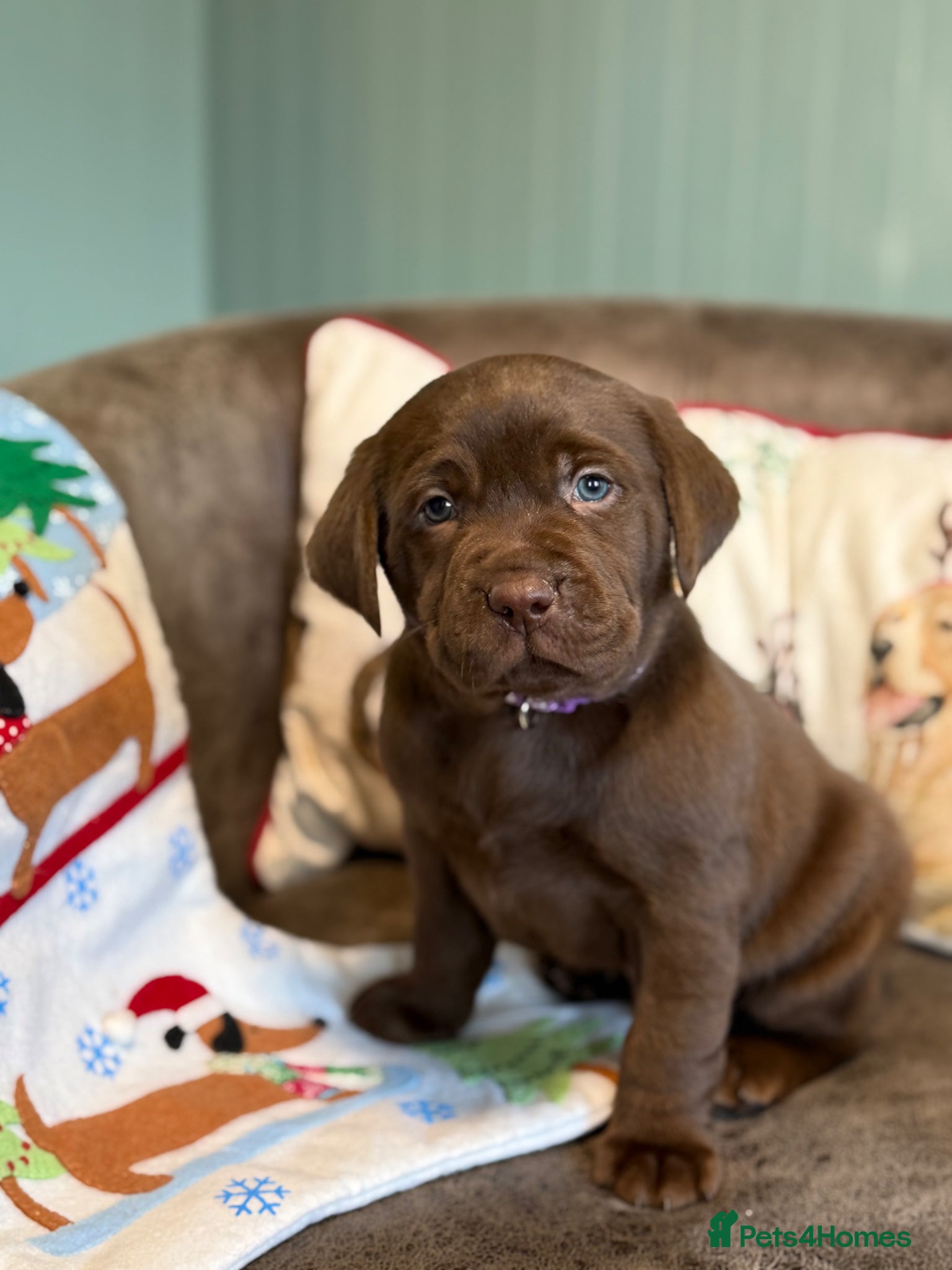 Labrador Retriever dogs Waiting list open Labrador puppies due next week  - Advert 2