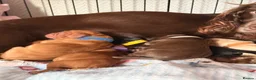 Cocker Spaniel dogs for sale: Stunning Cocker Spaniels  - Advert 11