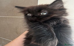 British Longhair cats for sale: Ready To Go This Weekend! 3 Sweet Little Kittens - Image 10