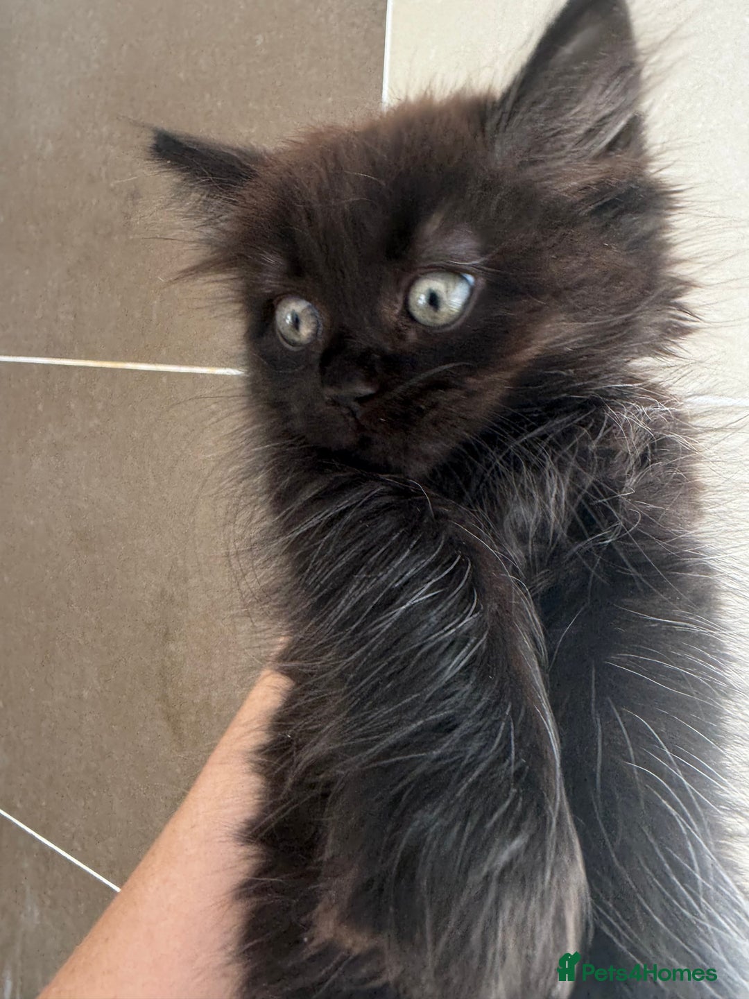 British Longhair cats for sale: Ready To Go This Weekend! 3 Sweet Little Kittens - Image 10