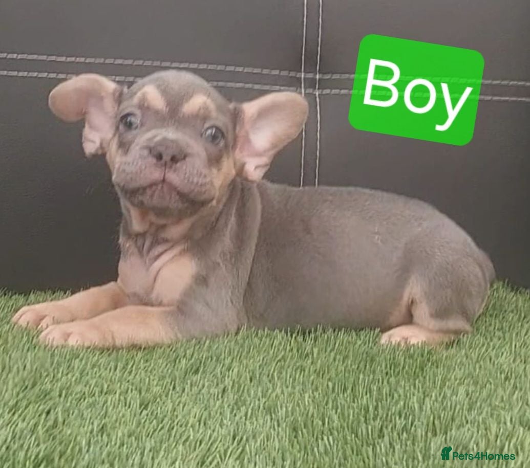 French Bulldog dogs Beautiful French Bulldog Puppies - Advert 2