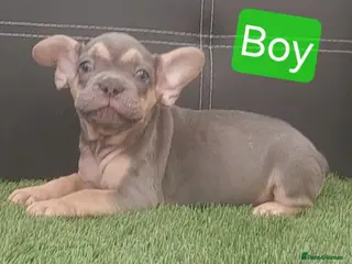 French Bulldog dogs Beautiful French Bulldog Puppies - Advert 2