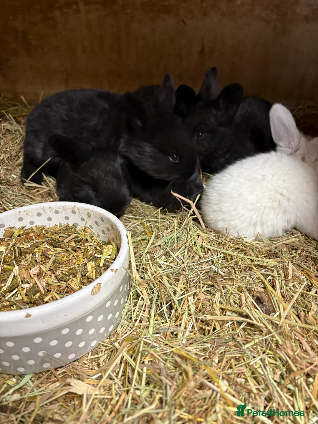 Continental Giant rabbits for sale: Continental giant rabbits  - Advert 7