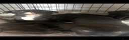 Staffordshire Bull Terrier dogs for sale: 5 beautiful staffy puppies .  - Advert 3