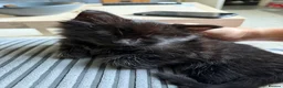 Mixed Breed cats for sale: 5 Beautiful Black Mixed Breed Kittens - Advert 21