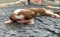 Cavalier King Charles Spaniel dogs for sale: Fully Health Tested Male CKCS Puppies - Image 11