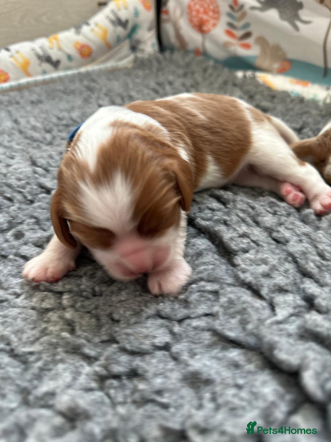 Cavalier King Charles Spaniel dogs for sale: Fully Health Tested Male CKCS Puppies - Image 11