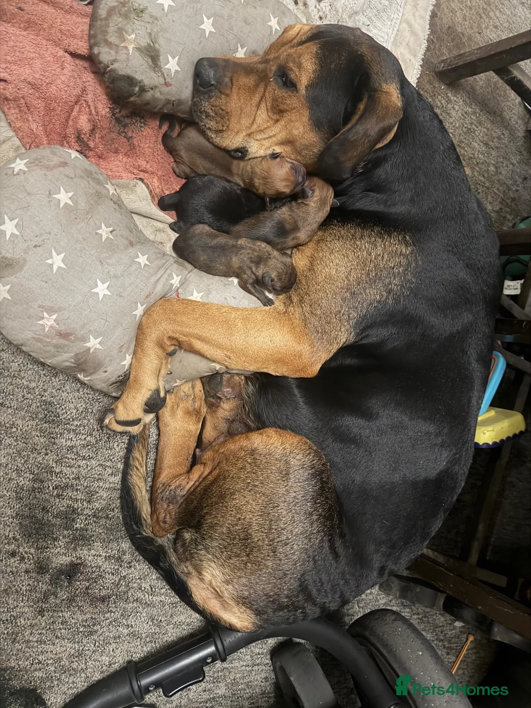 Mixed Breed dogs for sale: 3 Beautiful puppies for sale  - Advert 6