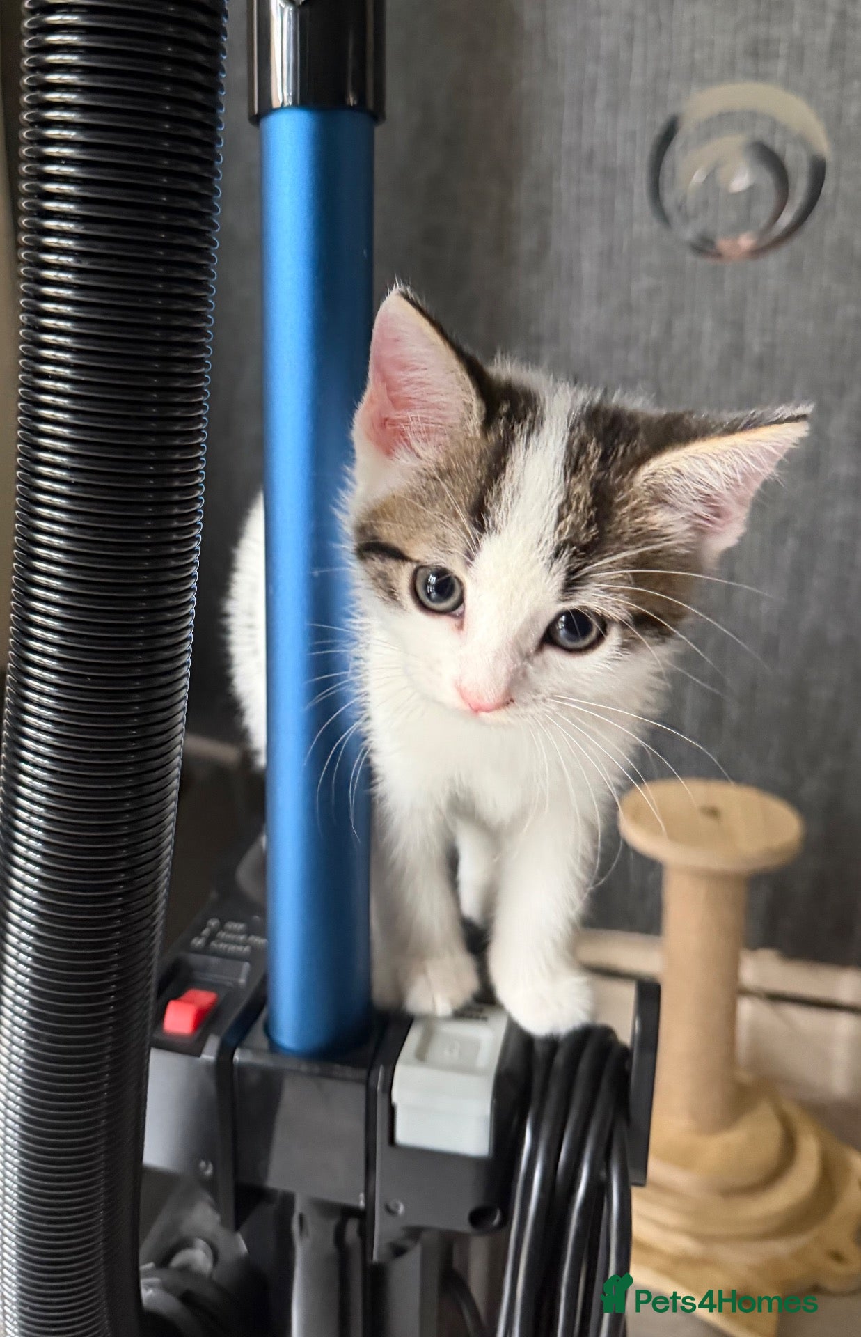 Mixed Breed cats  Beautiful kittens looking for loving homes  - Advert 2
